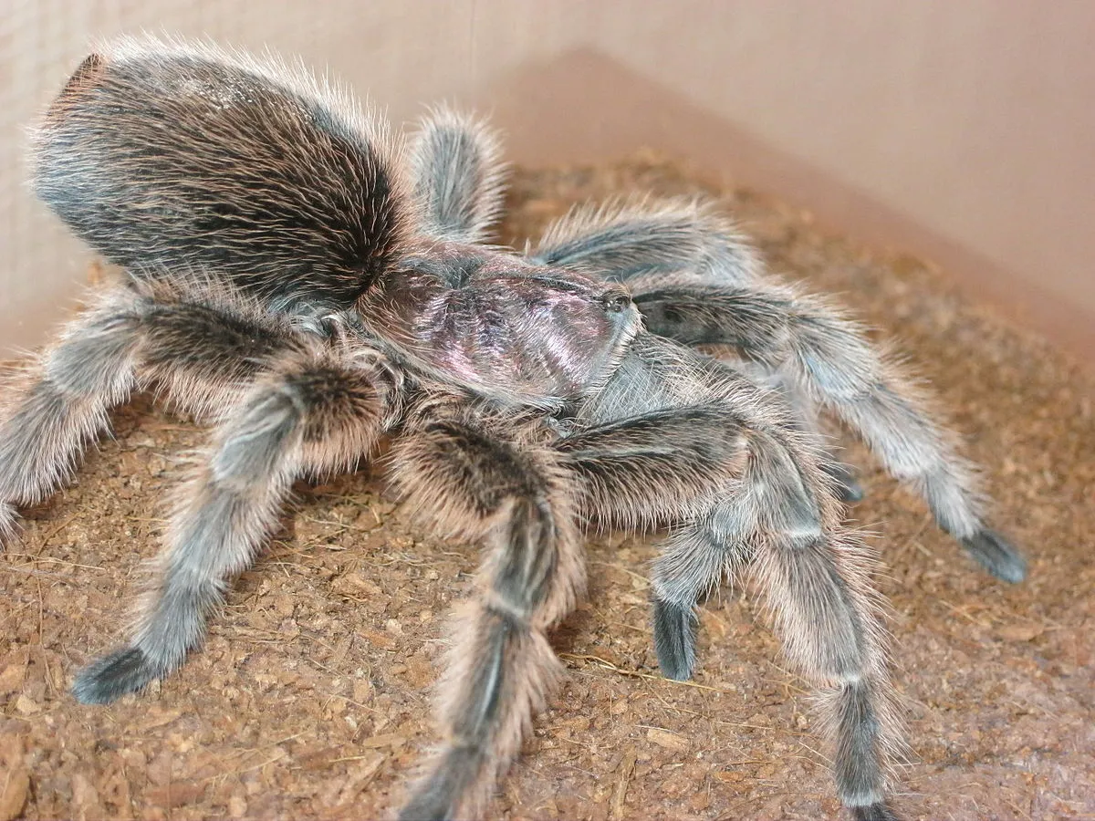 16104 rose hair tarantula burrowing behavior
