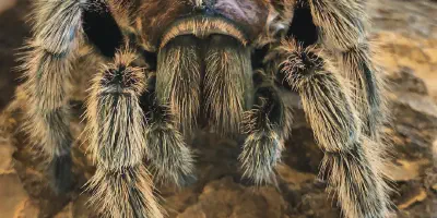 /img/16104-rose-hair-tarantula-feeding-habitat.webp