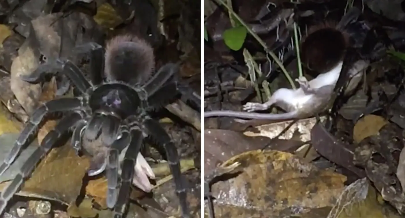 16105 tarantula digestive process