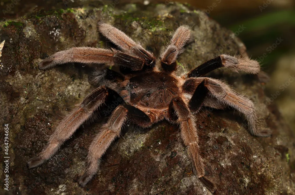 16105 tarantula ecosystem role