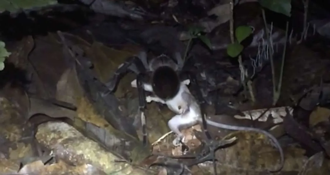 16105 tarantula hunting