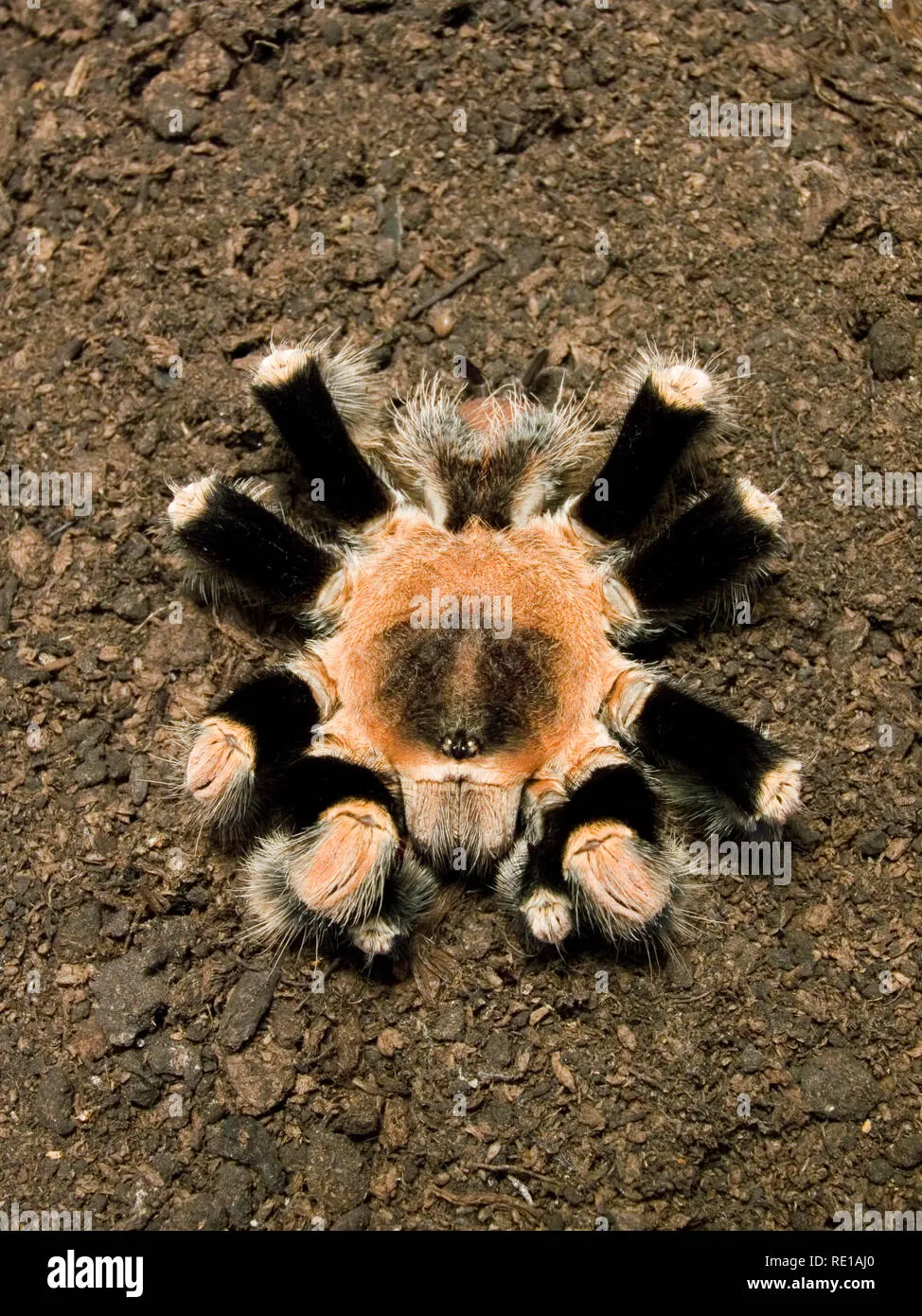 16106 dead tarantula overview