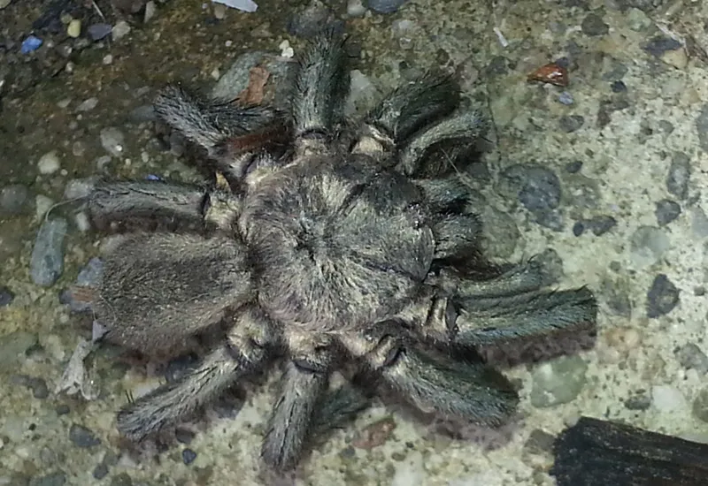 16106 tarantula body posture