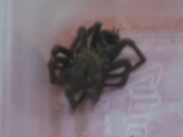 16106 tarantula book lungs