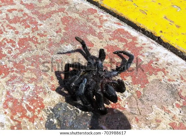 16106 tarantula color change