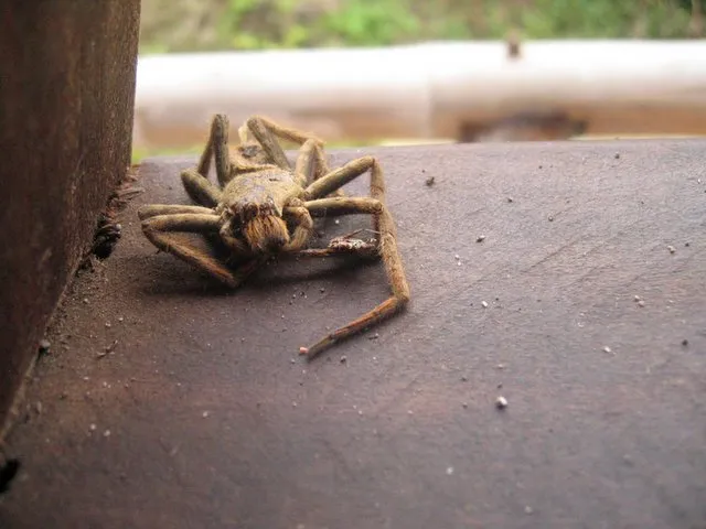 16106 tarantula decomposition