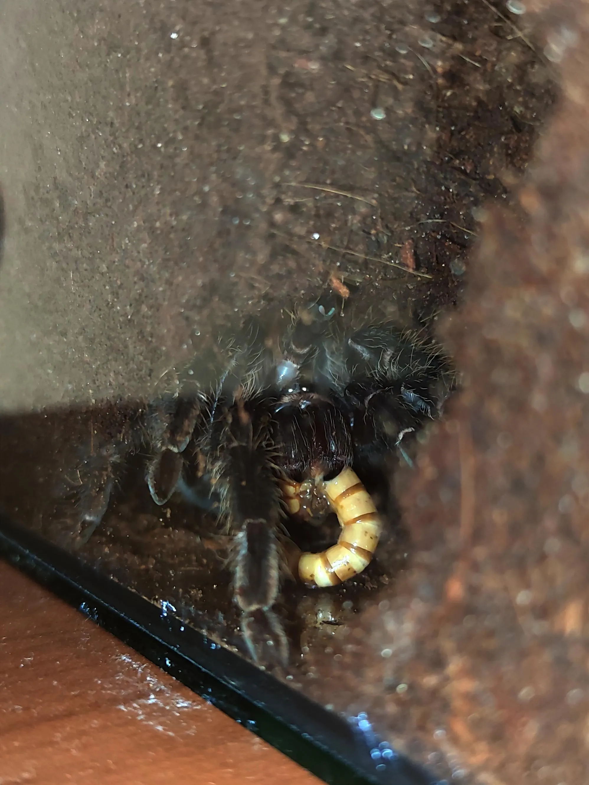 /img/16106-tarantula-molting.webp