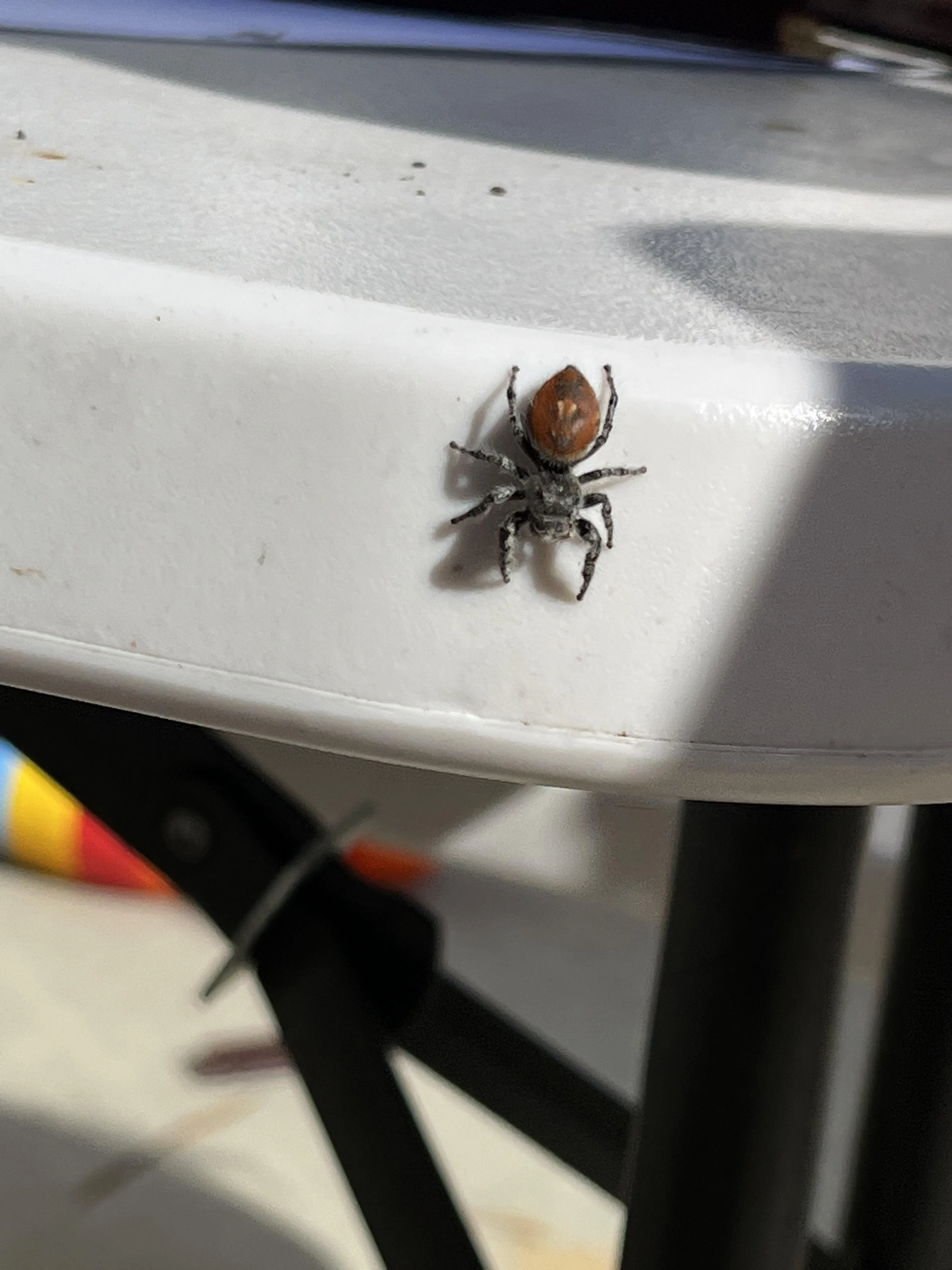 16111 baby tarantula feeding