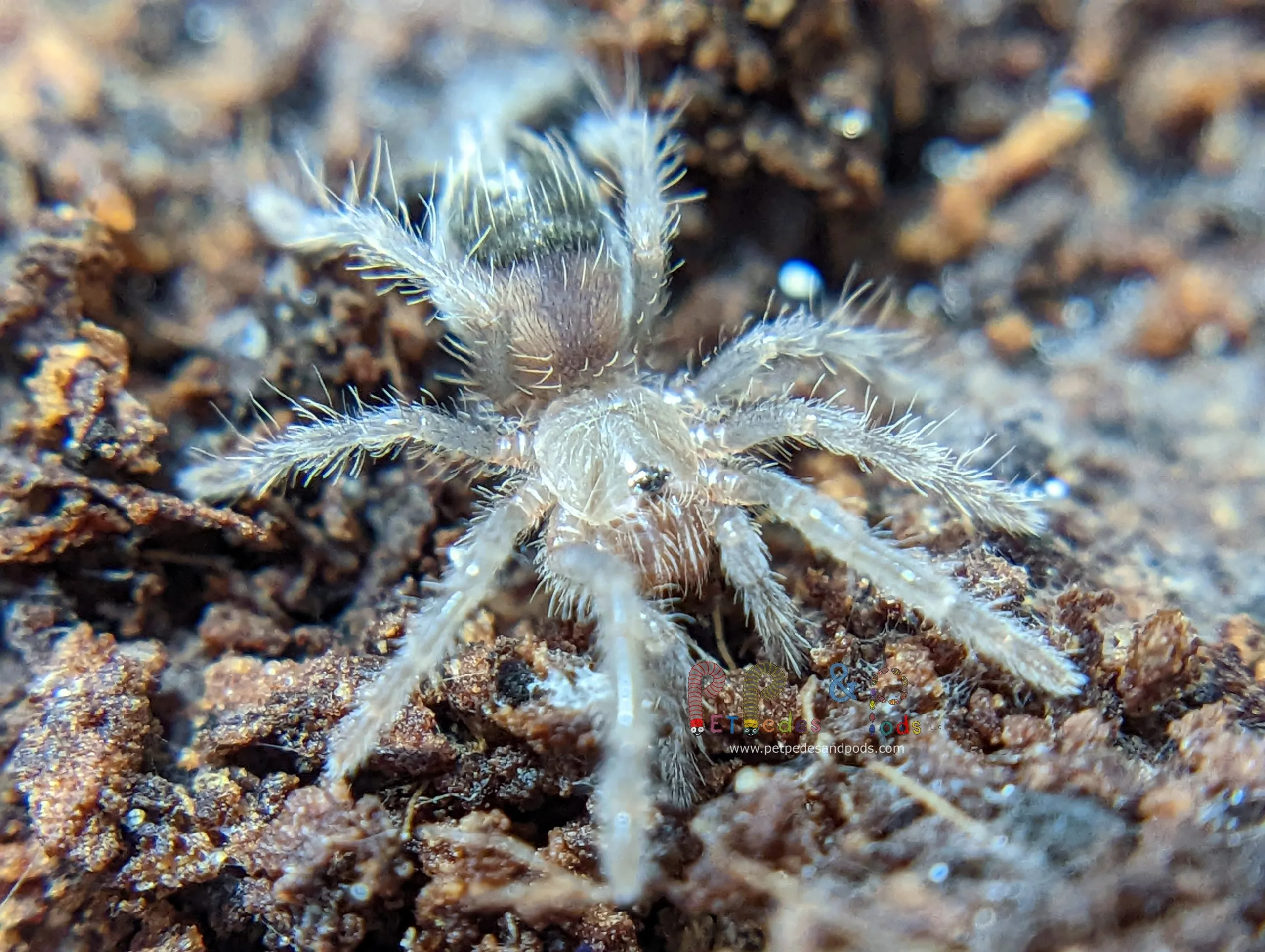 16112 tarantula sling enclosure