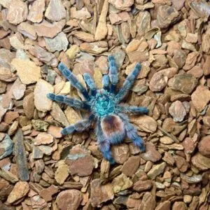 16112 tarantula sling feeding