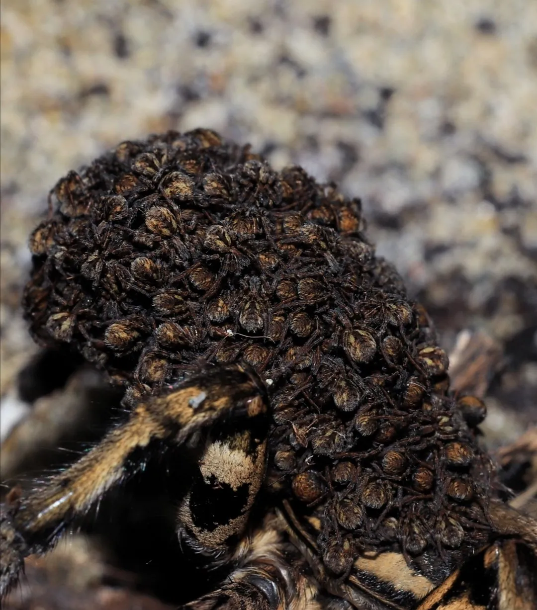 16112 tarantula sling species