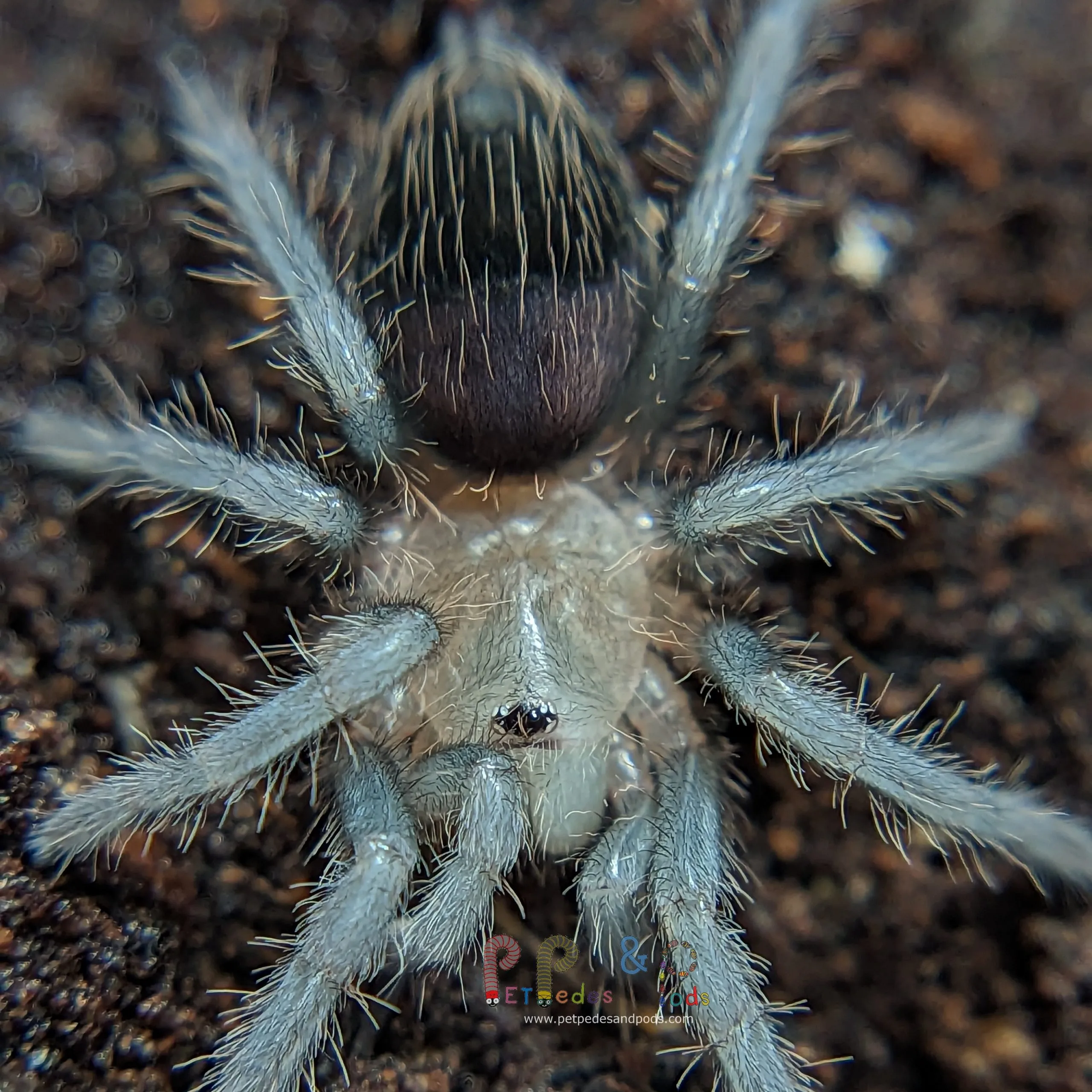 16112 tarantula sling substrate