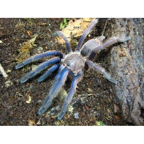 /img/16115-cambodian-blue-tarantula-conservation.webp
