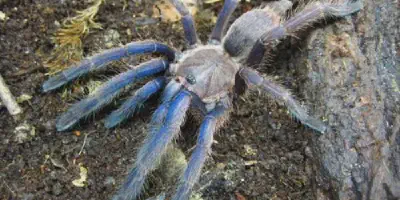 /img/16115-cambodian-blue-tarantula-conservation.webp