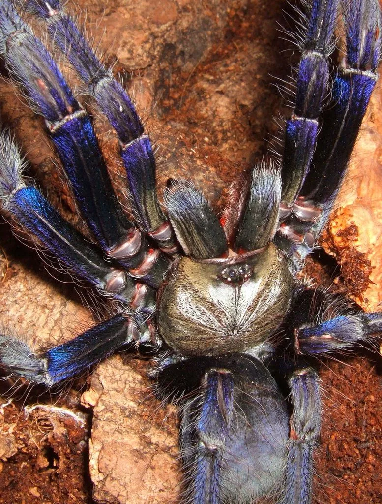 16115 cambodian blue tarantula defensive pose