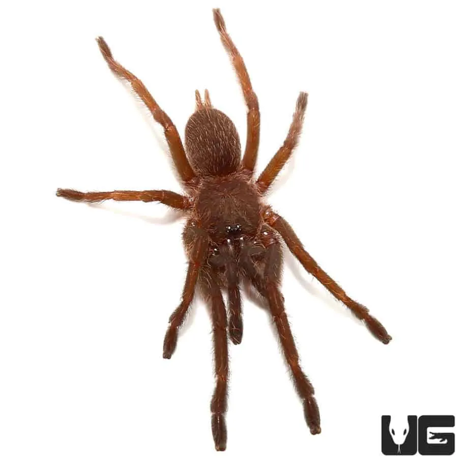 16115 cambodian blue tarantula molting