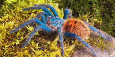 /img/16116-tarantula-tank-decor.webp