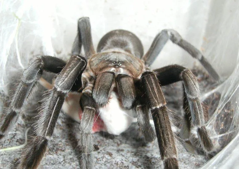 16119 healthy tarantula