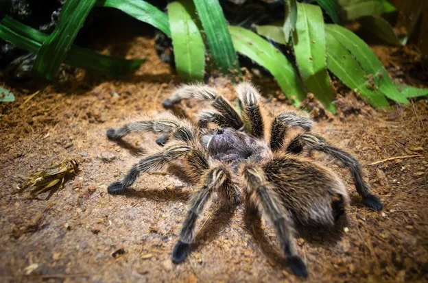 16119 tarantula eating cricket