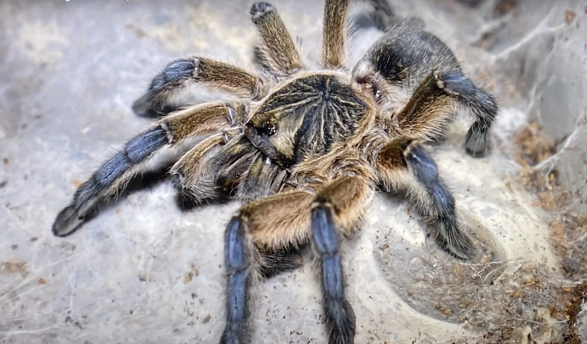 16119 tarantula feeding enclosure
