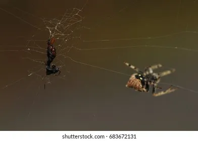 16119 tarantula feeding guide