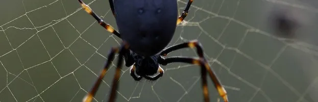 16119 tarantula prey options