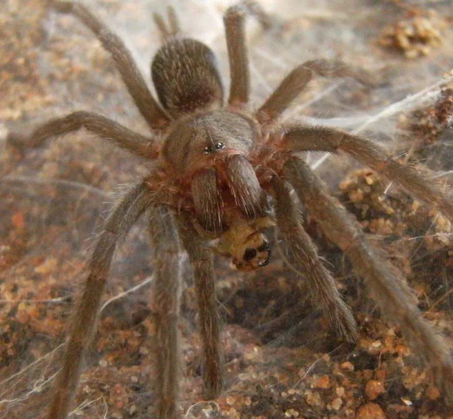 16119 tarantula removing prey