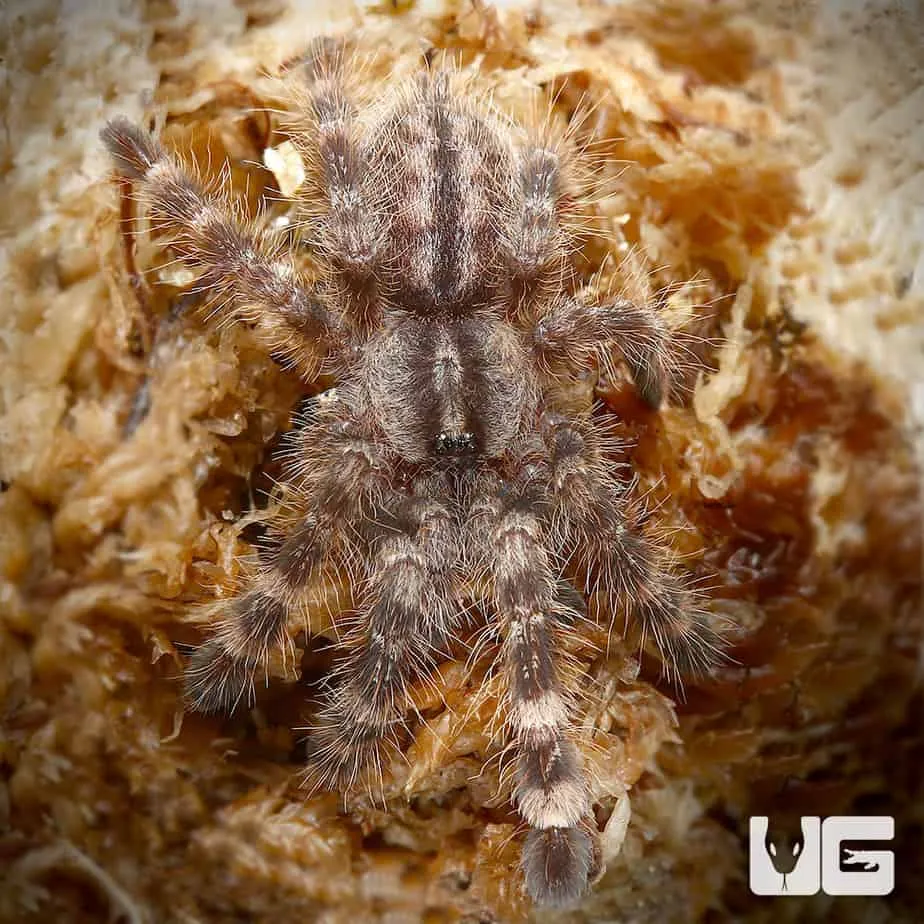 /img/16121-indian-ornamental-tarantula-buying.webp