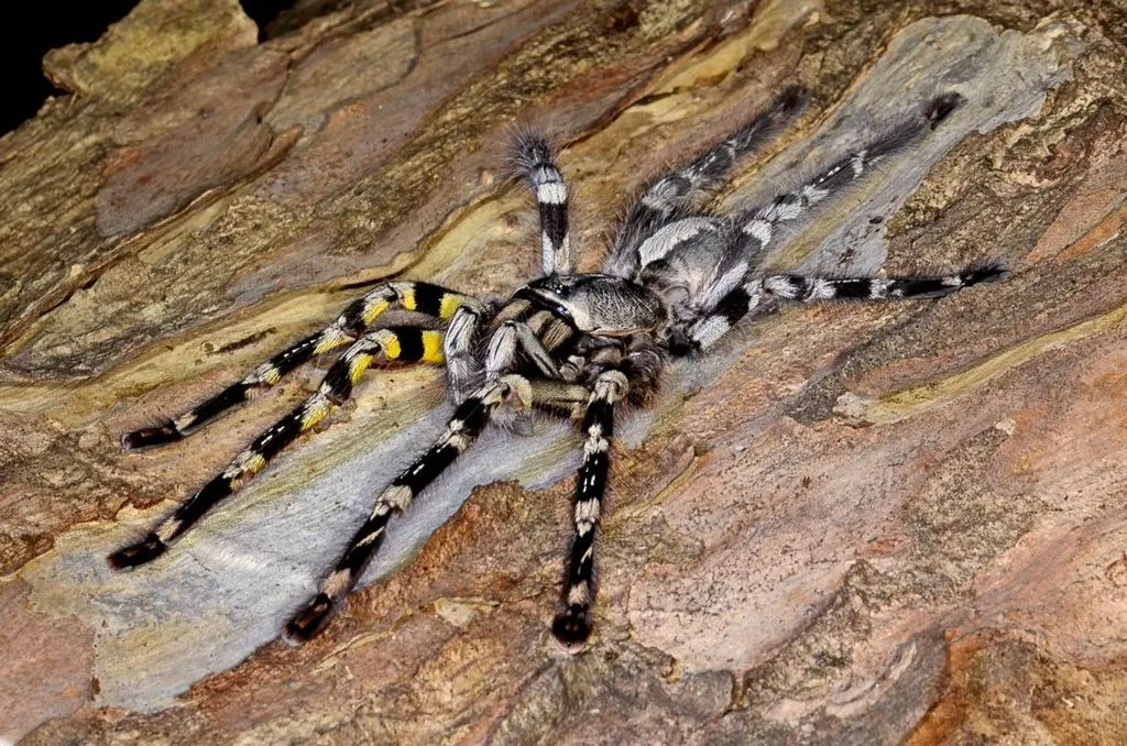 16121 indian ornamental tarantula enclosure