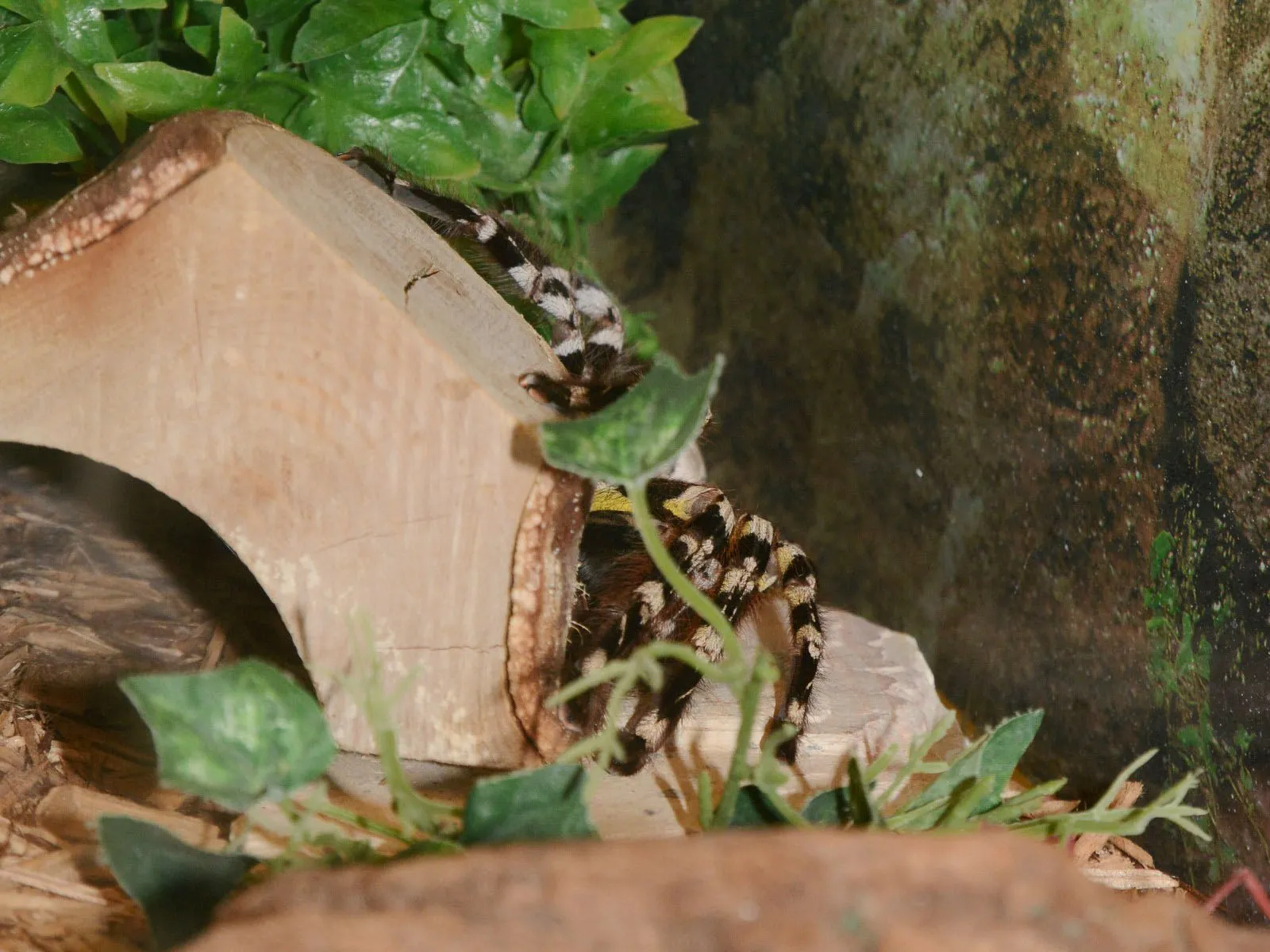 16121 indian ornamental tarantula feeding