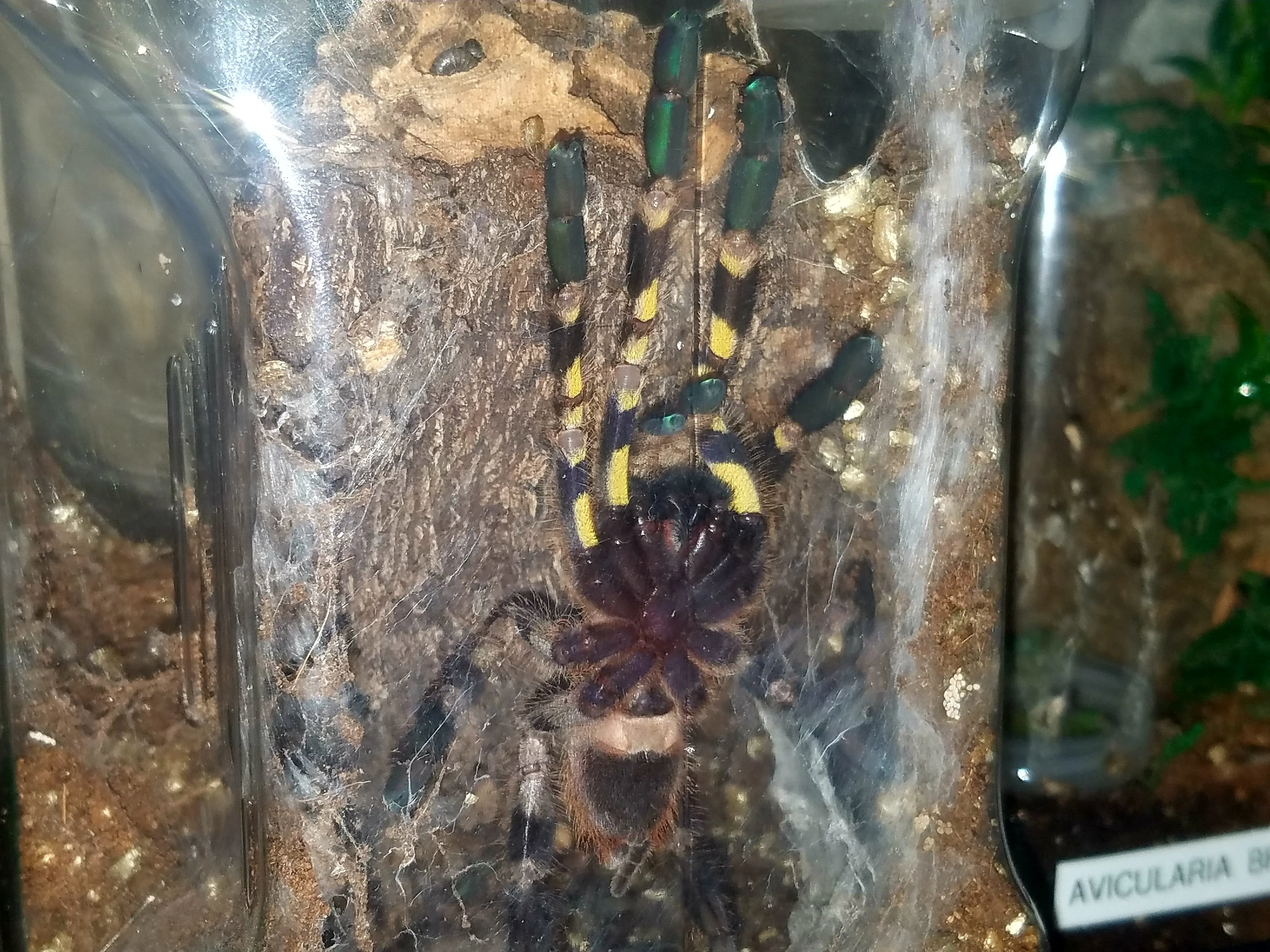 16121 indian ornamental tarantula habitat