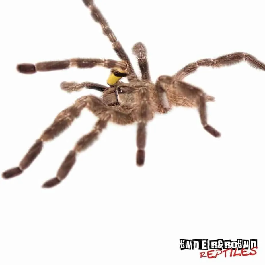 16121 indian ornamental tarantula health check