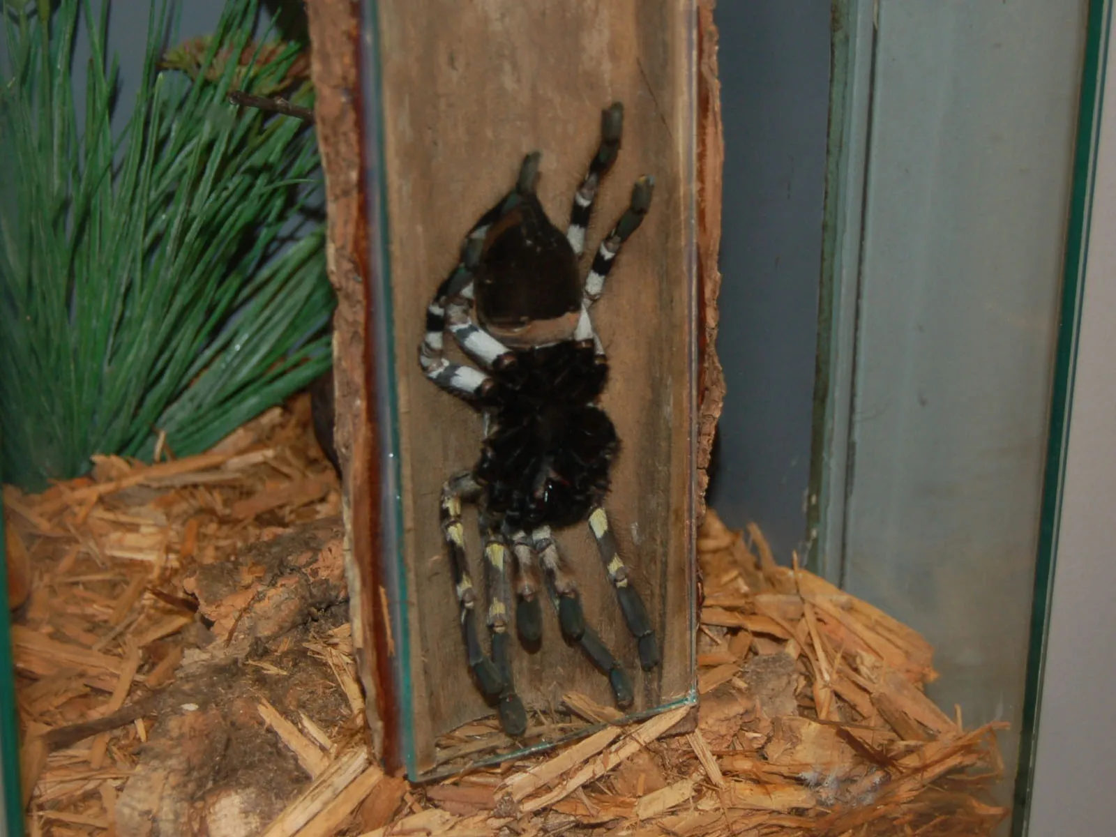 16121 indian ornamental tarantula substrate