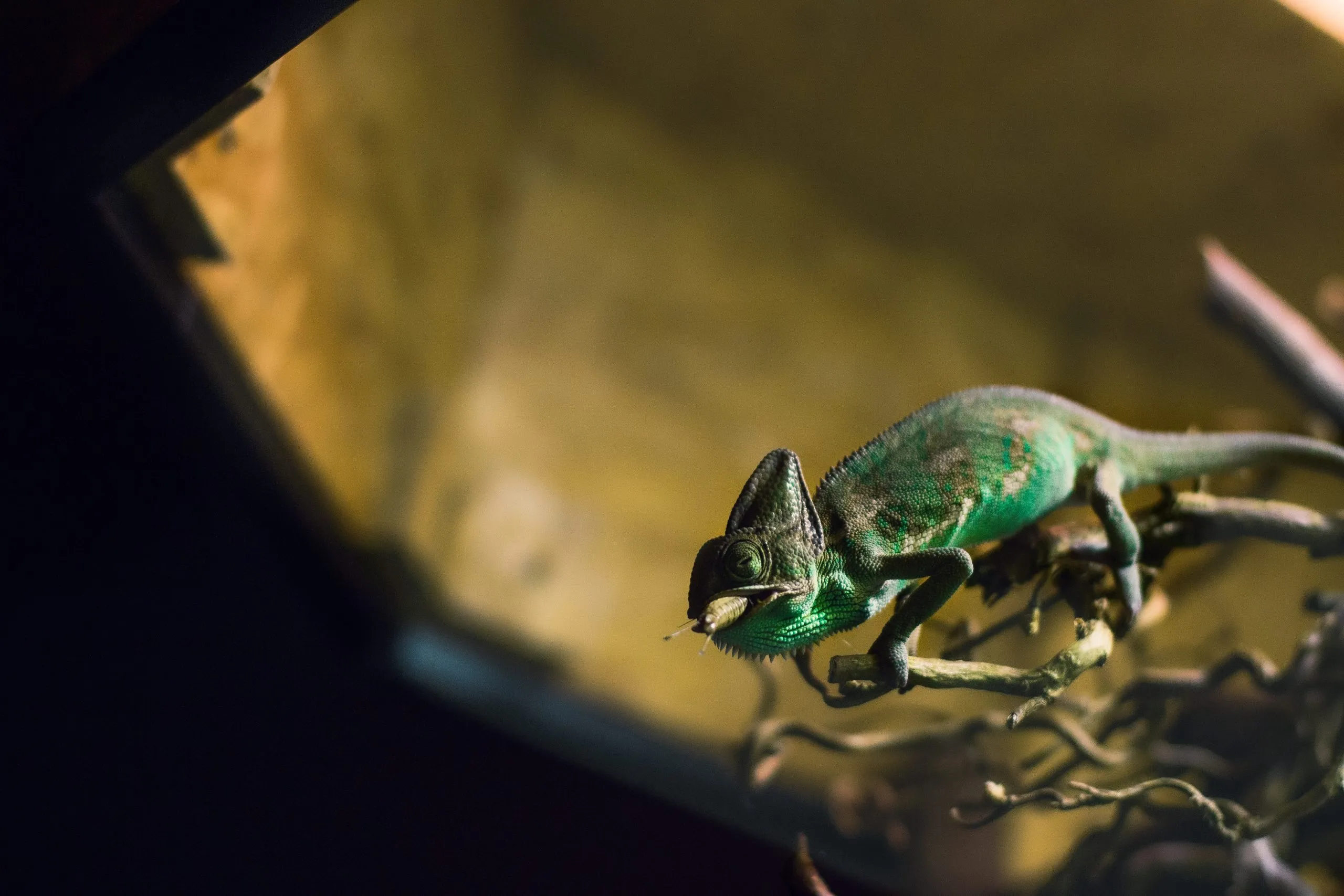 16122 cricket storage