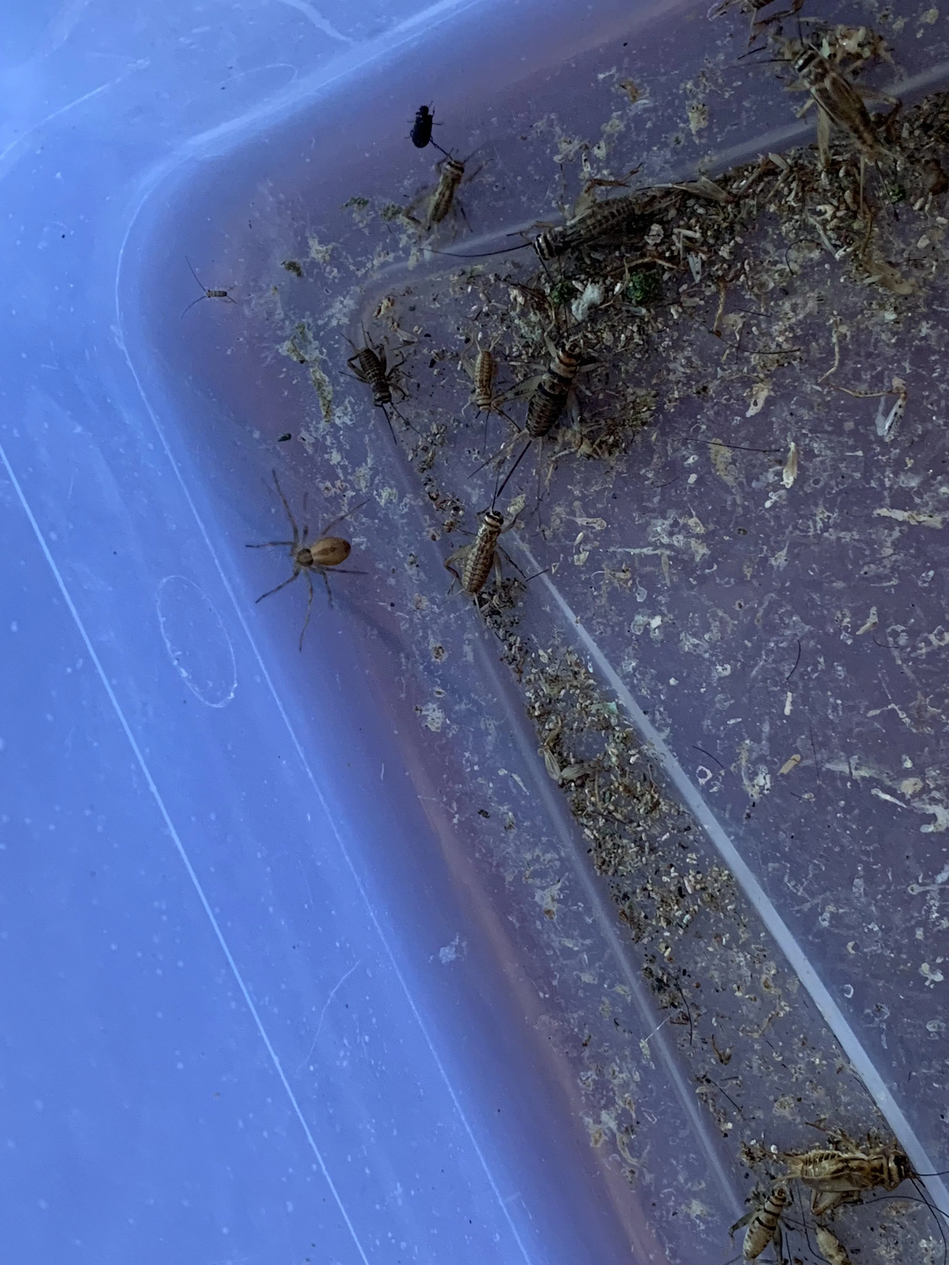 16122 healthy tarantula