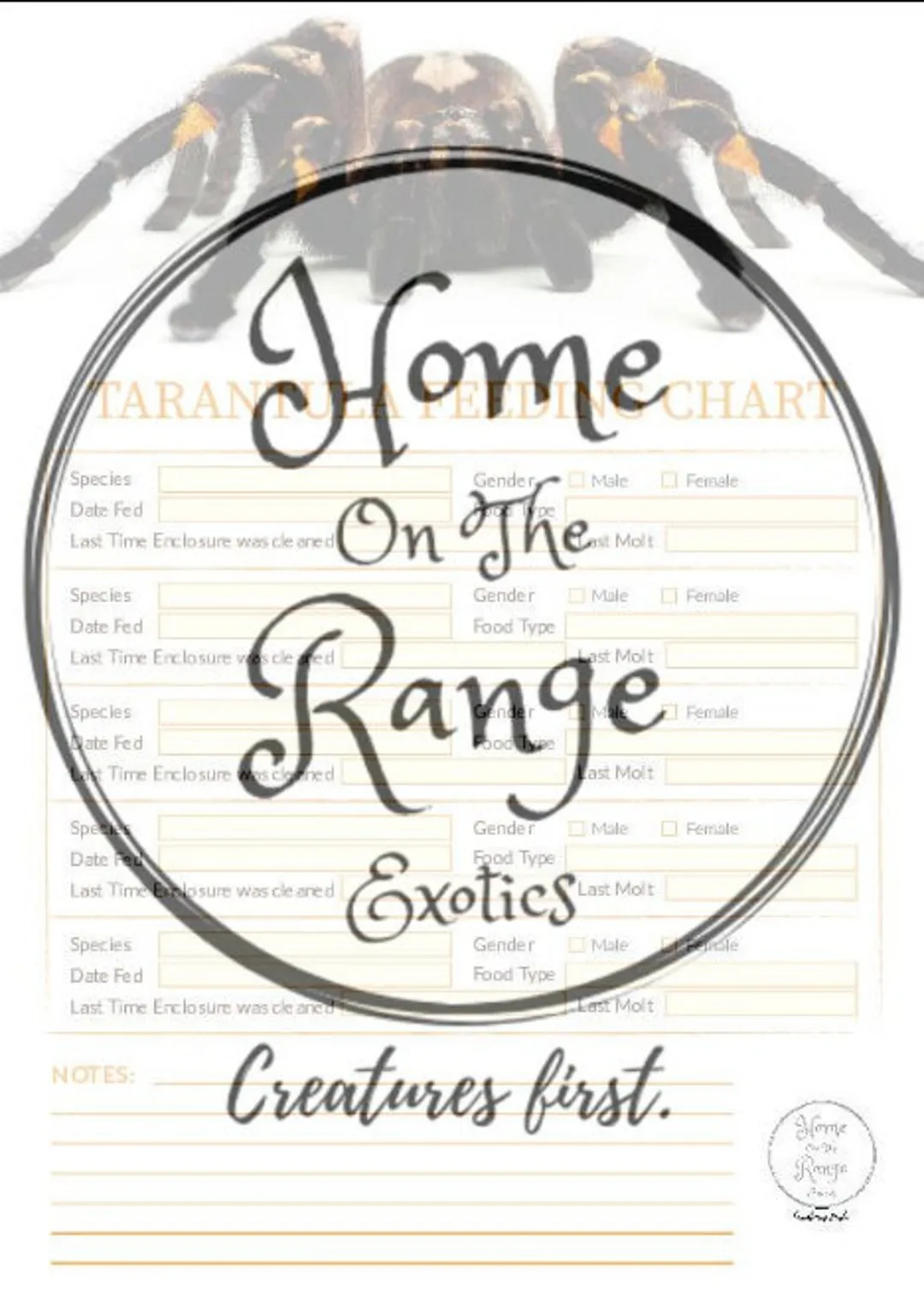 16124 tarantula insect