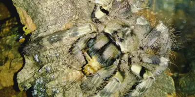 /img/16124-tarantula-species.webp
