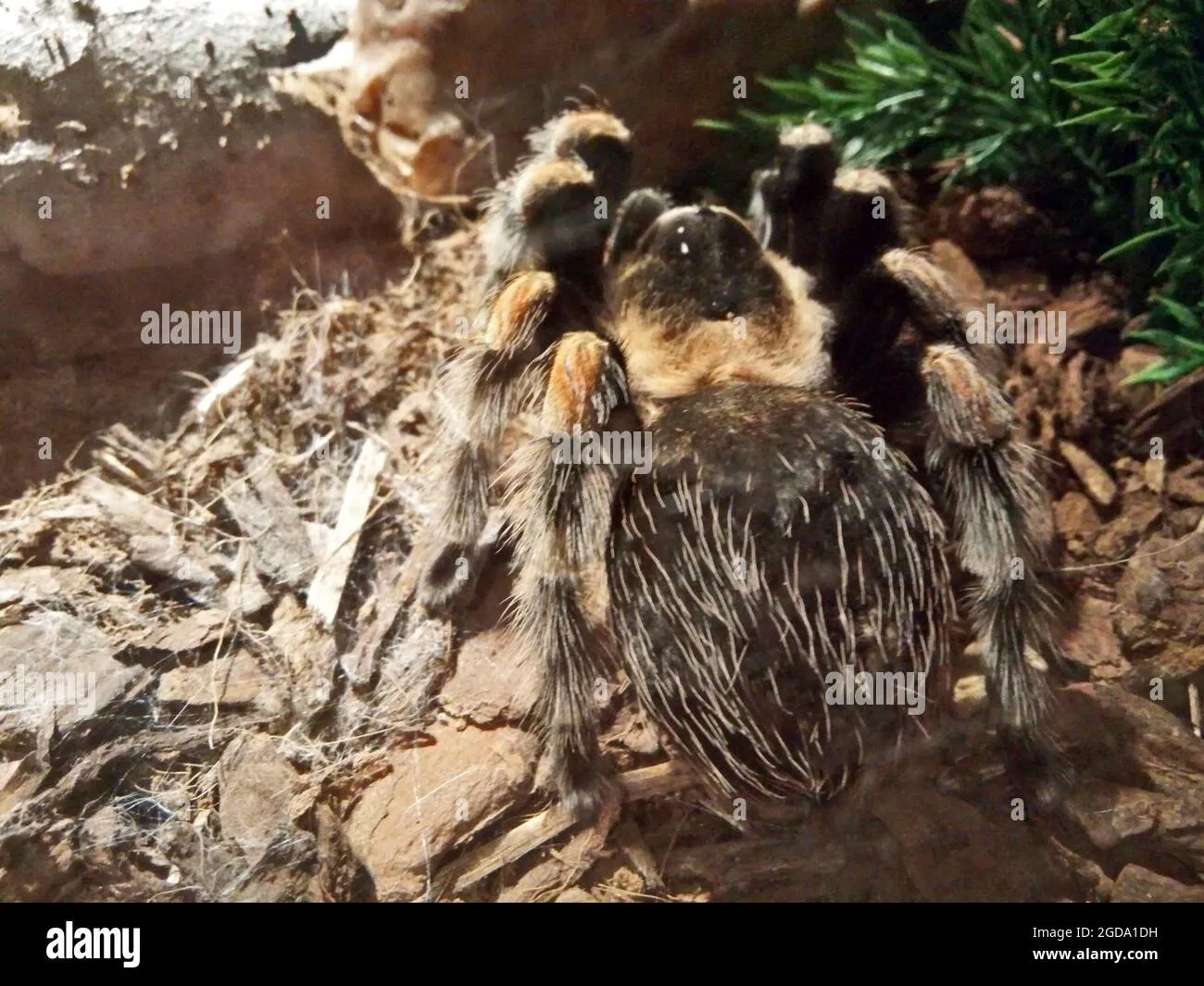 16125 tarantula species cage