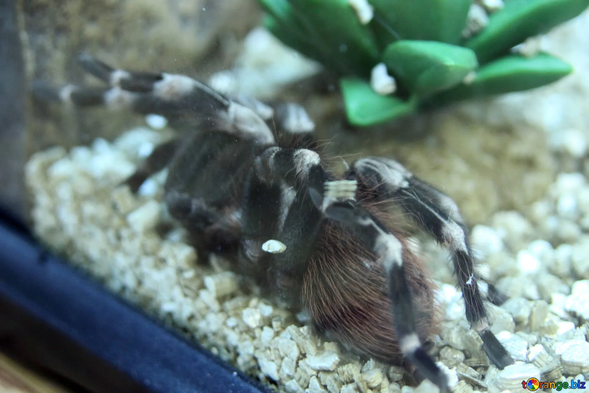 16129 heat mat tarantula