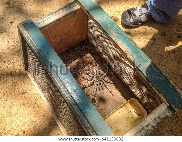 16129 tarantula cage setup