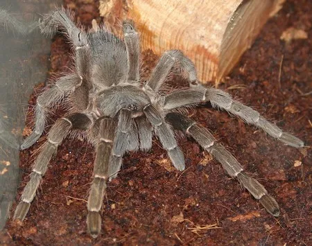 16129 thermometer tarantula