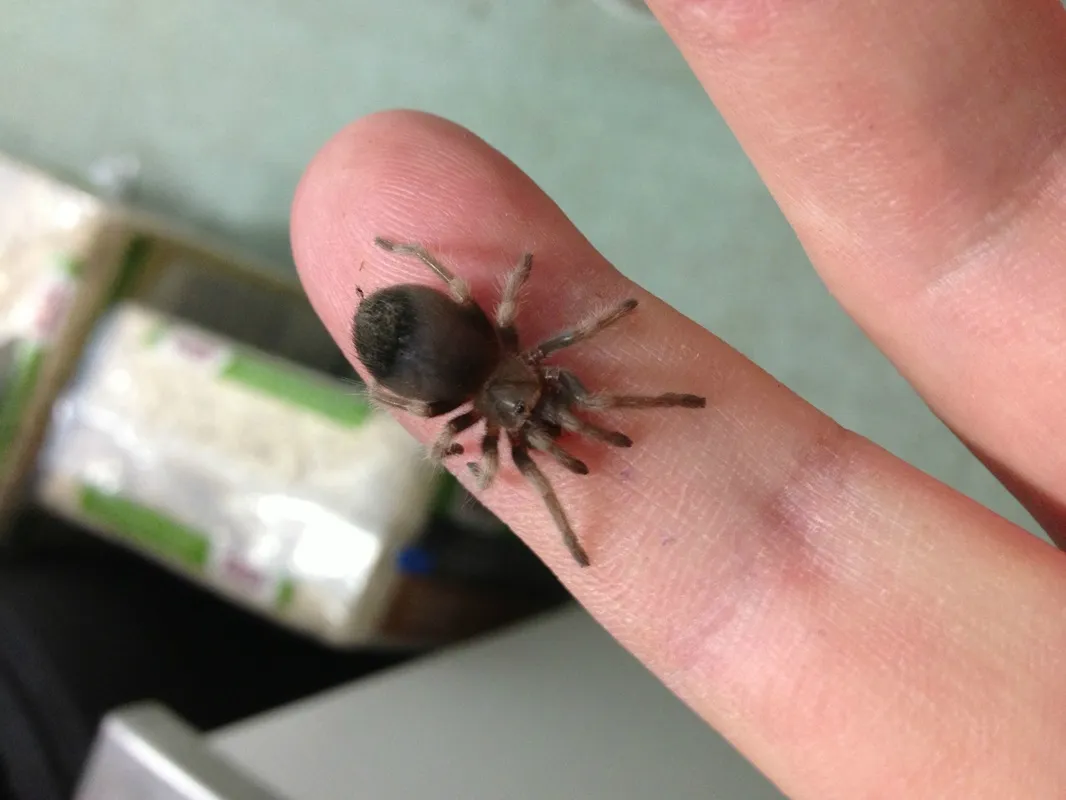 16130 male female tarantula