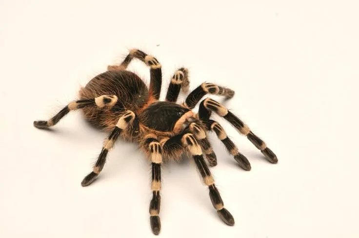 /img/16131-happy-tarantula.webp