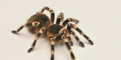 /img/16131-happy-tarantula.webp