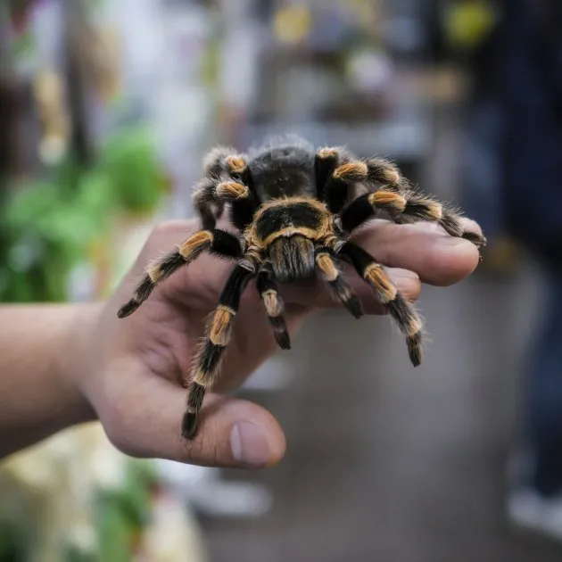 16131 south australian tarantula species