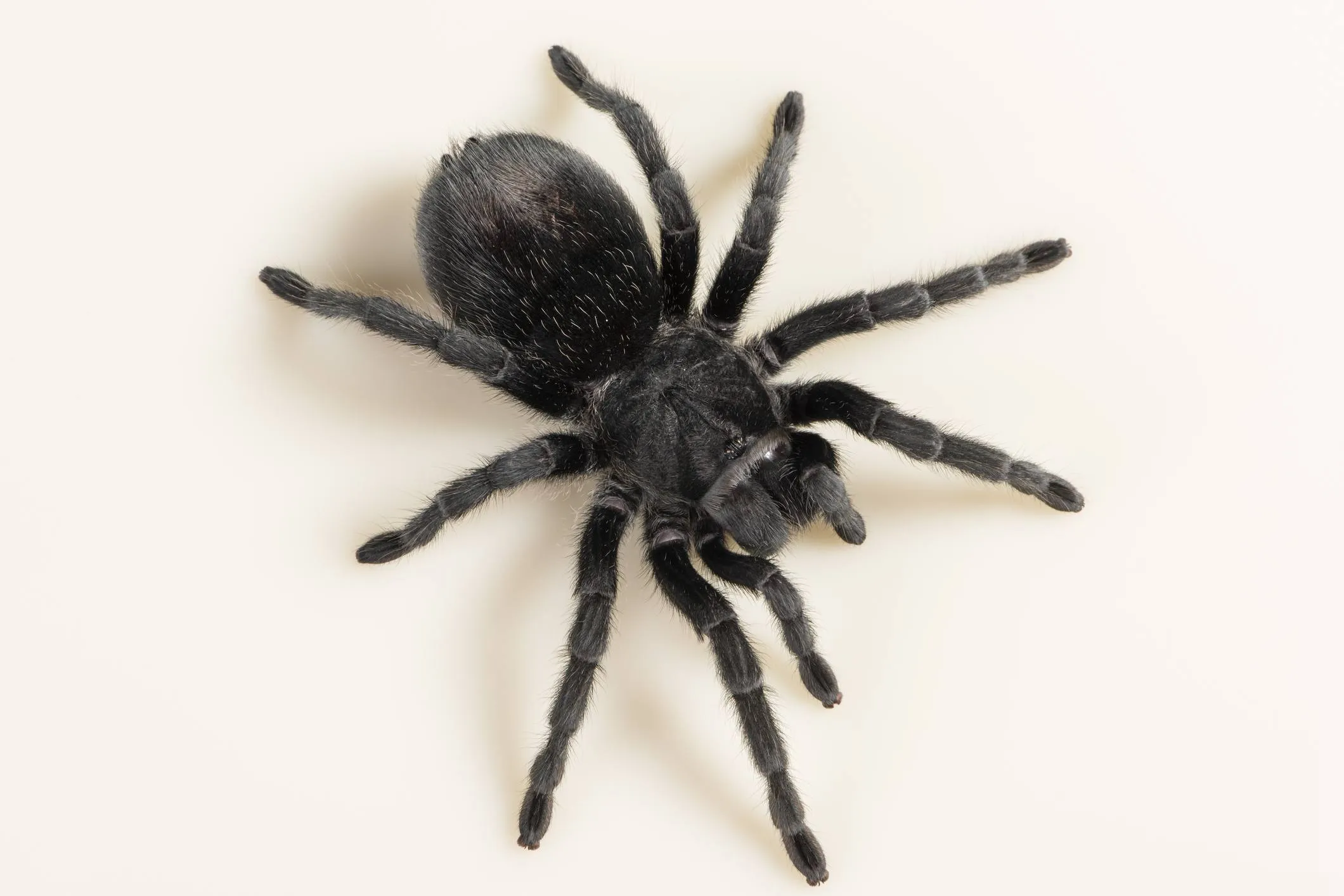 16131 tarantula breeder south australia