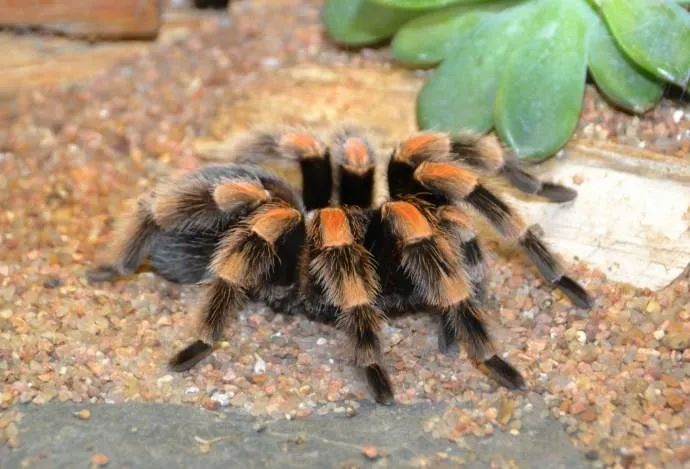 16131 tarantula enclosure setup