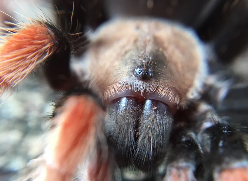 16133 spider bite assessment