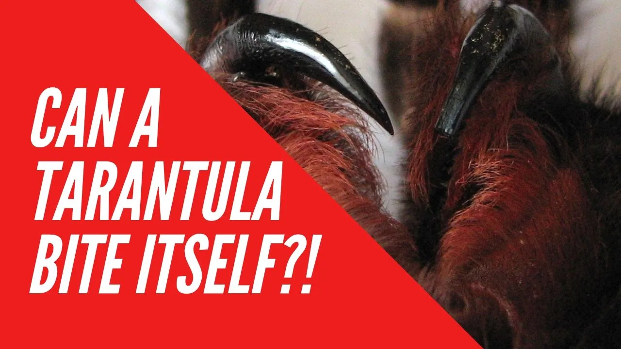 16133 tarantula bite