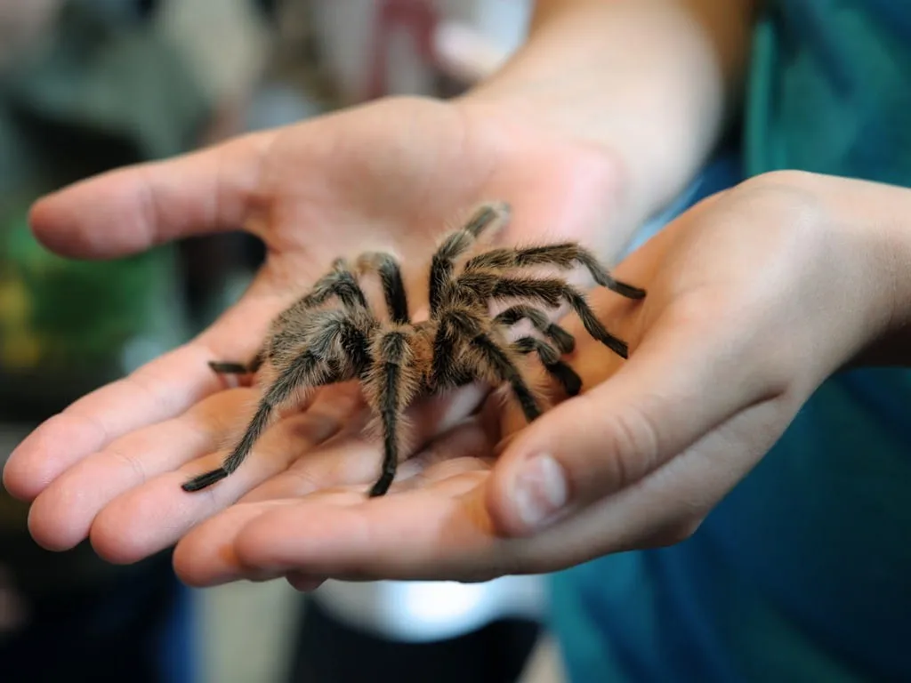 /img/16133-tarantula-safety.webp